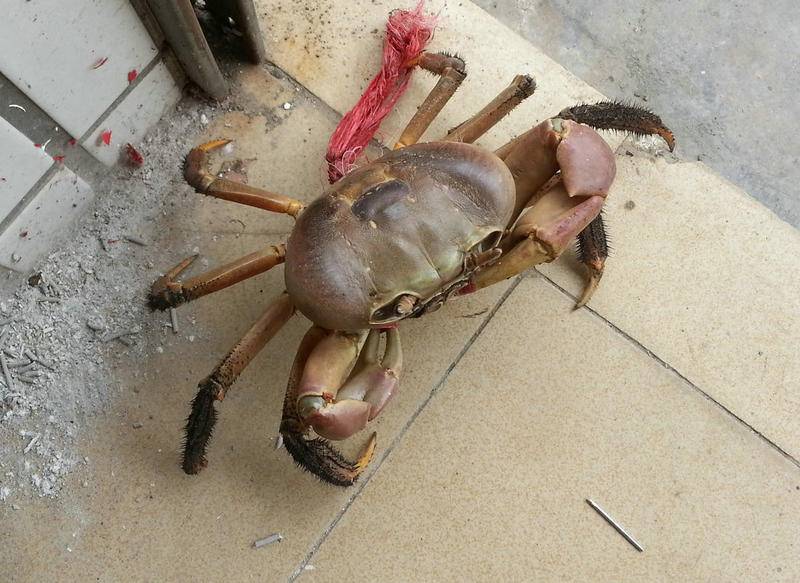 [原创]这种大螃蟹,你见过吗?